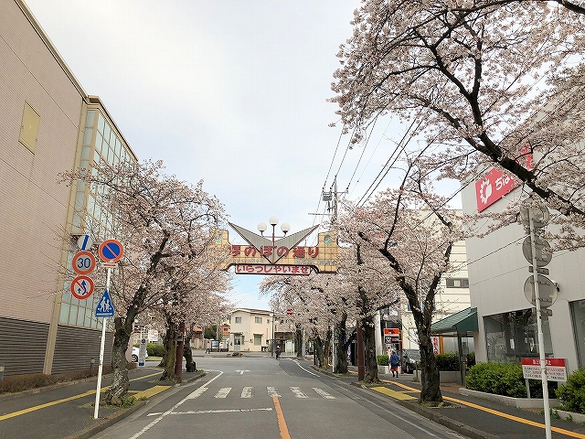 桜満開🌸～柏市増尾・逆井周辺～