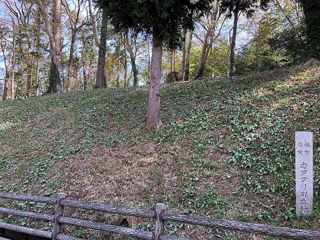 カタクリ群生地（柏市指定文化財）～柏市逆井～