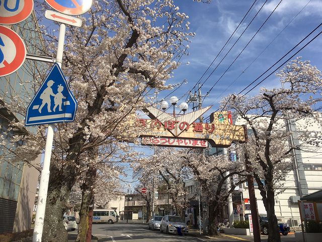 桜の名所🌸（柏市増尾・新柏編）
